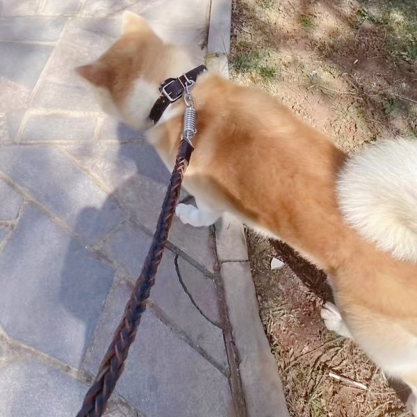 Easter Dog Training Leash for Small to Large Breeds, Eight-Strand Cowhide Braided Lead, Strong Anti-Pull Dog Chain, Pet Supplies
