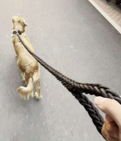 Heavy-Duty Braided Dog Leash - 4ft, Non-Slip Grip, Adjustable Length for Safe Training & Comfortable Walks