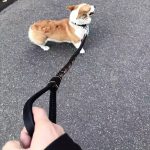 Easter Dog Training Leash for Small to Large Breeds, Eight-Strand Cowhide Braided Lead, Strong Anti-Pull Dog Chain, Pet Supplies