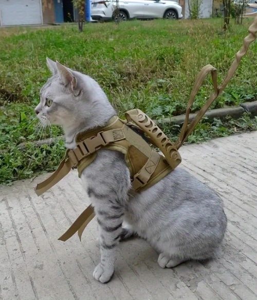 600D Cat Tactical Vest Pet Chest Strap Vest Type Puppy Cat Training Clothing Small Dog Vest