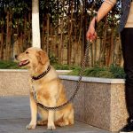 Easter Dog Training Leash for Small to Large Breeds, Eight-Strand Cowhide Braided Lead, Strong Anti-Pull Dog Chain, Pet Supplies