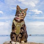 600D Cat Tactical Vest Pet Chest Strap Vest Type Puppy Cat Training Clothing Small Dog Vest