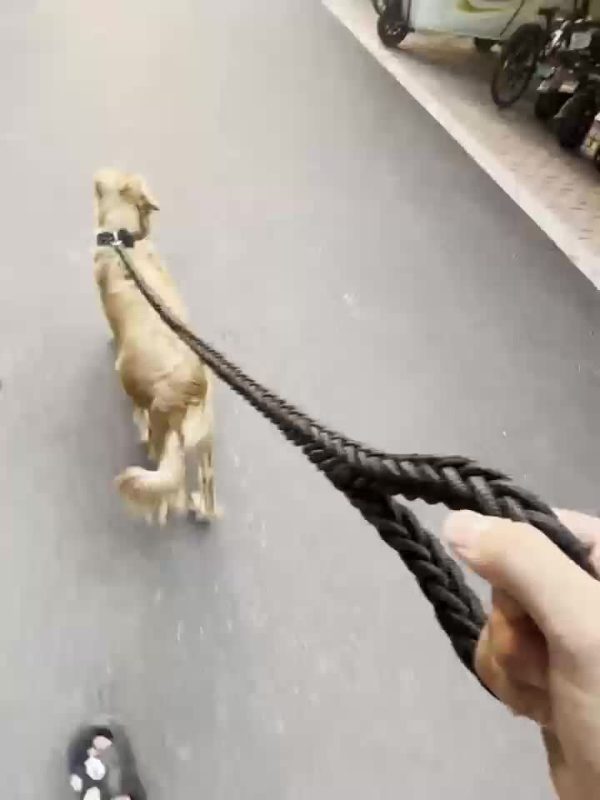 Heavy-Duty Braided Dog Leash - 4ft, Non-Slip Grip, Adjustable Length for Safe Training & Comfortable Walks
