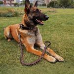 Easter Dog Training Leash for Small to Large Breeds, Eight-Strand Cowhide Braided Lead, Strong Anti-Pull Dog Chain, Pet Supplies
