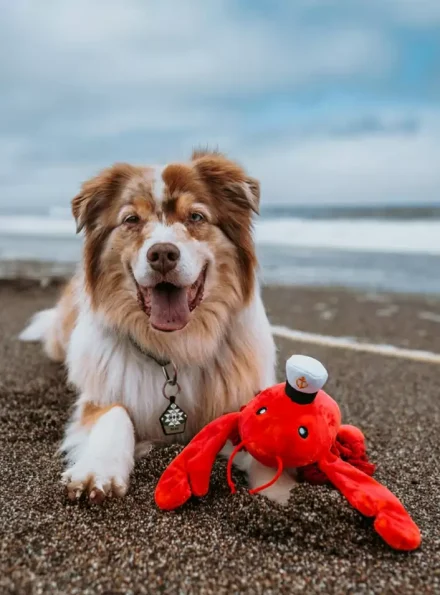 playfulpals