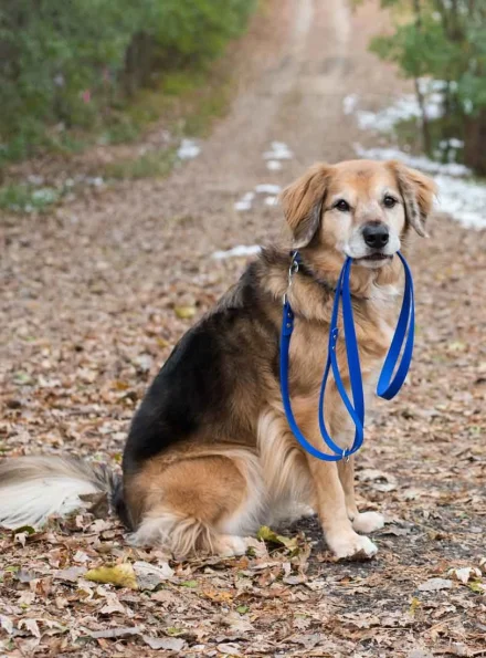waterproof-dog-leash-blue-dog-holding-lead__98271